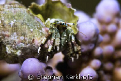 reef hermit crab (dardanus lagopodes) taken in Na'ama bay. by Stephan Kerkhofs 